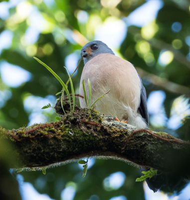 <i class='fa fa-user'></i> Arie G |   Vlekstaartsperwer  <i class='fa fa-eye'> 181</i>   <i class='fa fa-comment-o'> 0</i>