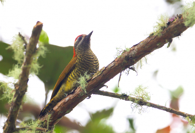 <i class='fa fa-user'></i> charlysax |   Geelbuikspecht  <i class='fa fa-eye'> 163</i>  <i class='fa fa-thumbs-up'> 1</i>   <i class='fa fa-comment-o'> 2</i>