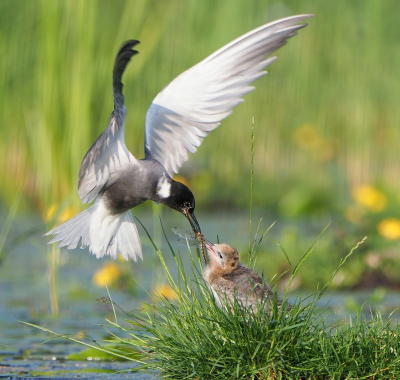 <i class='fa fa-user'></i> corvanspijk |   Zwarte Stern  <i class='fa fa-eye'> 464</i>  <i class='fa fa-thumbs-up'> 21</i>   <i class='fa fa-comment-o'> 7</i>