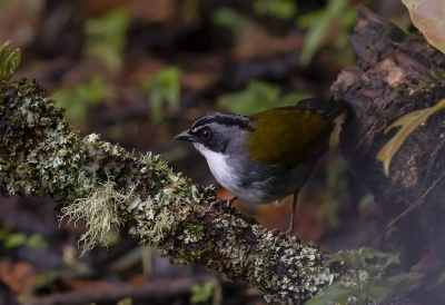 <i class='fa fa-user'></i> charlysax |   Grijsbrauwstruikgors  <i class='fa fa-eye'> 142</i>  <i class='fa fa-thumbs-up'> 2</i>   <i class='fa fa-comment-o'> 4</i>