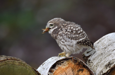 <i class='fa fa-user'></i> Ido |   Steenuil  <i class='fa fa-eye'> 299</i>  <i class='fa fa-thumbs-up'> 4</i>   <i class='fa fa-comment-o'> 6</i>