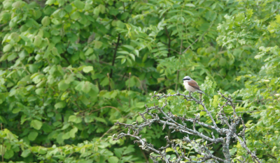 Op vakantie probeer ik ook altijd vlak bij mijn verblijfplaats zoveel mogelijk te fotograferen. Wat zie ik in de directe omgeving. Mooier kan het niet! Tijdens het koffiedrinken op het terras zag ik vanuit mijn ooghoek iets aparts landen. Ik had al even te voren een apart geluid gehoord. Dus de camera lag klaar.