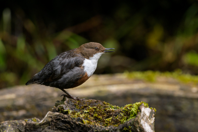 <i class='fa fa-user'></i> jwchess |   Waterspreeuw  <i class='fa fa-eye'> 237</i>  <i class='fa fa-thumbs-up'> 3</i>   <i class='fa fa-comment-o'> 4</i>