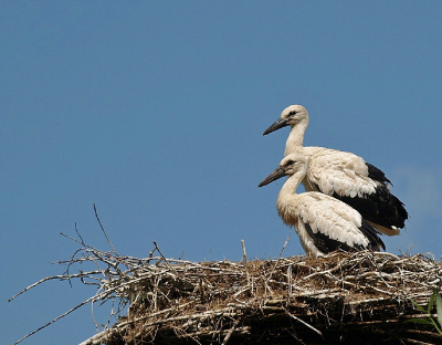 Ik ben na een drukke week weer naar het nest van de ooievaars geweest.
Wat zijn de jonge ooievaars al gegroeid.

Groetjes Jet