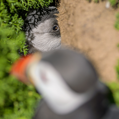 Tijdens onze vakantie in Wales hebben we ook een dag het vogeleiland Skomer bezocht. Er zit daar een hele grote kolonie papegaaiduikers en het voetpad loopt dwars door de kolonie heen. De papegaaiduikers zijn daar dus ook totaal niet schuw en zijn duidelijk gewend aan de bezoekers. In een van de holen zag Daan 2 jonge papegaaiduikers zitten. Een zwart-wit versie van de ouder. Erg leuk om te zien!