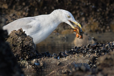 Tijdens hetzelfde weekend aan de Opaalkust als mijn vorige upload.
Deze zilvermeeuw ving in een getijdenpoeltje een krab en had alleen oog voor diens avondmaal.
Feedback welkom!