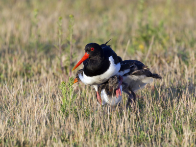 Canon 1d mark iv met 100-400mm ii
Bewerkt in Photoshop en verkleind met bd sizer