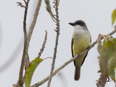 <i class='fa fa-user'></i> Paul van Giersbergen |   Diksnavelkoningstiran  <i class='fa fa-eye'> 120</i>   <i class='fa fa-comment-o'> 0</i>