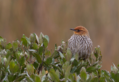 <i class='fa fa-user'></i> charlysax |   Jardines Canastero  <i class='fa fa-eye'> 149</i>  <i class='fa fa-thumbs-up'> 4</i>   <i class='fa fa-comment-o'> 3</i>