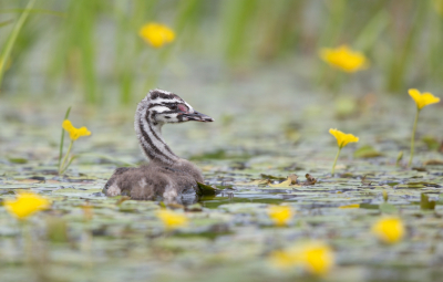 <i class='fa fa-user'></i> keesvanderklauw |   Fuut  <i class='fa fa-eye'> 235</i>  <i class='fa fa-thumbs-up'> 12</i>   <i class='fa fa-comment-o'> 7</i>