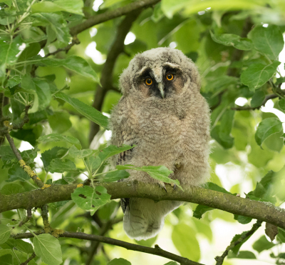 <i class='fa fa-user'></i> Kees Kroon |   Ransuil  <i class='fa fa-eye'> 328</i>  <i class='fa fa-thumbs-up'> 15</i>   <i class='fa fa-comment-o'> 11</i>