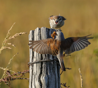 <i class='fa fa-user'></i> loek van de Leur |   Grauwe Klauwier  <i class='fa fa-eye'> 410</i>  <i class='fa fa-thumbs-up'> 11</i>   <i class='fa fa-comment-o'> 8</i>