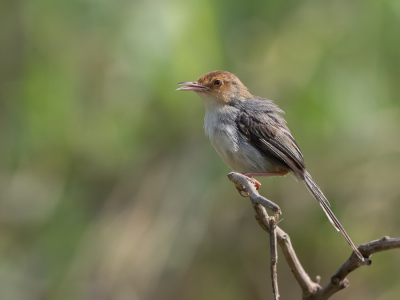 <i class='fa fa-user'></i> Paul van Giersbergen |   So-Tomprinia  <i class='fa fa-eye'> 144</i>  <i class='fa fa-thumbs-up'> 1</i>   <i class='fa fa-comment-o'> 3</i>