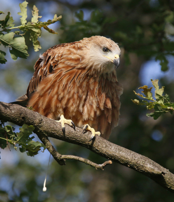 <i class='fa fa-user'></i> Gejo Wassink |   Rode Wouw  <i class='fa fa-eye'> 316</i>  <i class='fa fa-thumbs-up'> 8</i>   <i class='fa fa-comment-o'> 6</i>