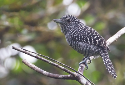 <i class='fa fa-user'></i> charlysax |   Streepkuifmierklauwier  <i class='fa fa-eye'> 205</i>  <i class='fa fa-thumbs-up'> 9</i>   <i class='fa fa-comment-o'> 9</i>