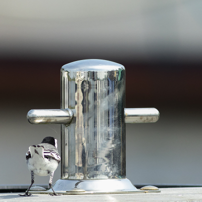 <i class='fa fa-user'></i> henksteen |   Witte Kwikstaart  <i class='fa fa-eye'> 256</i>  <i class='fa fa-thumbs-up'> 8</i>   <i class='fa fa-comment-o'> 7</i>