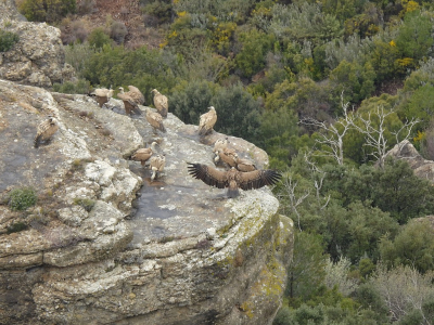 <i class='fa fa-user'></i> sieb |   Vale Gier  <i class='fa fa-eye'> 277</i>  <i class='fa fa-thumbs-up'> 1</i>   <i class='fa fa-comment-o'> 14</i>