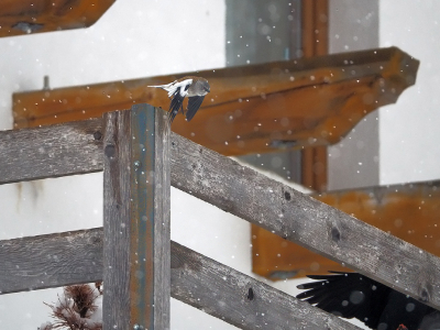 <i class='fa fa-user'></i> guido mwm |   Sneeuwvink  <i class='fa fa-eye'> 308</i>  <i class='fa fa-thumbs-up'> 2</i>   <i class='fa fa-comment-o'> 12</i>