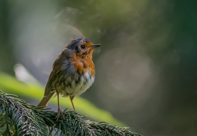 <i class='fa fa-user'></i> pietwil |   Roodborst  <i class='fa fa-eye'> 209</i>   <i class='fa fa-comment-o'> 4</i>