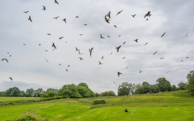 <i class='fa fa-user'></i> jwchess |   Rode Wouw  <i class='fa fa-eye'> 433</i>  <i class='fa fa-thumbs-up'> 12</i>   <i class='fa fa-comment-o'> 12</i>