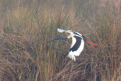 <i class='fa fa-user'></i> Gerard Visser |   Zwarthalsooievaar  <i class='fa fa-eye'> 209</i>  <i class='fa fa-thumbs-up'> 4</i>   <i class='fa fa-comment-o'> 8</i>