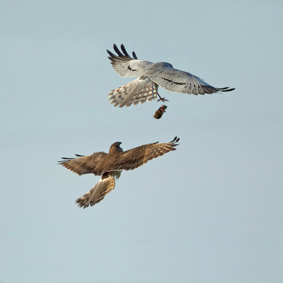 <i class='fa fa-user'></i> anevanrees |   Grauwe Kiekendief  <i class='fa fa-eye'> 505</i>  <i class='fa fa-thumbs-up'> 15</i>   <i class='fa fa-comment-o'> 5</i>