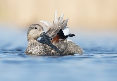 <i class='fa fa-user'></i> keesvanderklauw |   Krakeend  <i class='fa fa-eye'> 274</i>  <i class='fa fa-thumbs-up'> 11</i>   <i class='fa fa-comment-o'> 8</i>