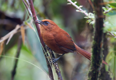 <i class='fa fa-user'></i> charlysax |   Roeststekelstaart  <i class='fa fa-eye'> 118</i>  <i class='fa fa-thumbs-up'> 3</i>   <i class='fa fa-comment-o'> 3</i>