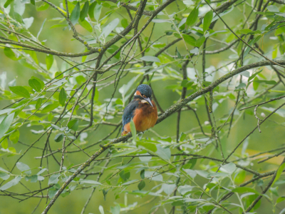 ik zat in een bos hut waar van bekend is dat voornamelijk de ijsvogel komt en die had ik nog niet op foto. na ik denk 1 1/2 uur wachten was het moment daar de vogel zat verscholen maar, ik twijfelde geen moment er een foto van te maken zo heb ik op die dag div fotos van de ijsvogel kunnen maken.