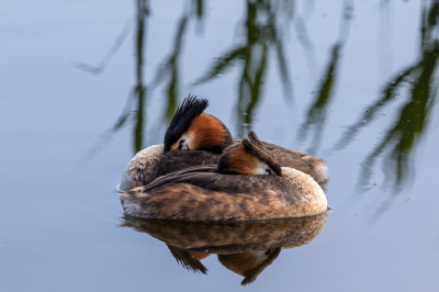 Paartje futen innig verstrengeld met mooie weerspiegeling in het water