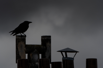 <i class='fa fa-user'></i> Hans Overduin |   Zwarte Kraai  <i class='fa fa-eye'> 229</i>  <i class='fa fa-thumbs-up'> 10</i>   <i class='fa fa-comment-o'> 14</i>