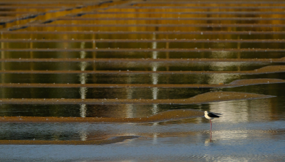 <i class='fa fa-user'></i> arnold merckx |   Steltkluut  <i class='fa fa-eye'> 393</i>  <i class='fa fa-thumbs-up'> 13</i>   <i class='fa fa-comment-o'> 5</i>