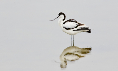 Ik vind het best lastig om deze vogels een beetje goed te belichten met al dat wit en zwart. Ik vind dat het bij deze foto aardig gelukt is. Het had net flink geregend, dus het was nog bewolkt. Er stond zo maar n vogel in het kanaal tussen de Steltkluten en andere steltlopers.