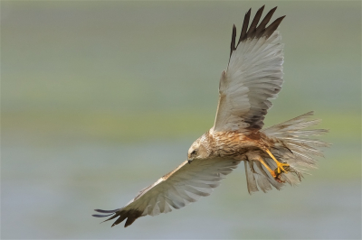 <i class='fa fa-user'></i> Harry Jamont |   Bruine Kiekendief  <i class='fa fa-eye'> 365</i>  <i class='fa fa-thumbs-up'> 13</i>   <i class='fa fa-comment-o'> 9</i>