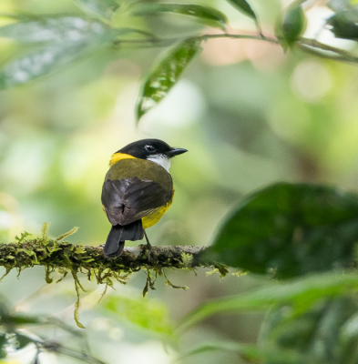 <i class='fa fa-user'></i> Arie G |   Schlegels Fluiter  <i class='fa fa-eye'> 142</i>   <i class='fa fa-comment-o'> 1</i>