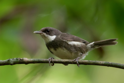 <i class='fa fa-user'></i> Paul van Giersbergen |   Dohrns Lijstertimalia  <i class='fa fa-eye'> 165</i>  <i class='fa fa-thumbs-up'> 1</i>   <i class='fa fa-comment-o'> 1</i>