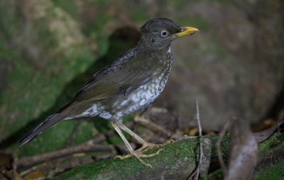 <i class='fa fa-user'></i> Paul van Giersbergen |   Principelijster  <i class='fa fa-eye'> 166</i>  <i class='fa fa-thumbs-up'> 1</i>   <i class='fa fa-comment-o'> 2</i>