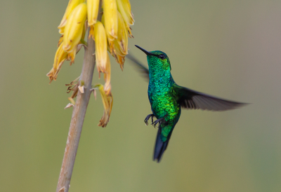 <i class='fa fa-user'></i> charlysax |   West-Andessmaragdkolibrie  <i class='fa fa-eye'> 189</i>  <i class='fa fa-thumbs-up'> 6</i>   <i class='fa fa-comment-o'> 4</i>