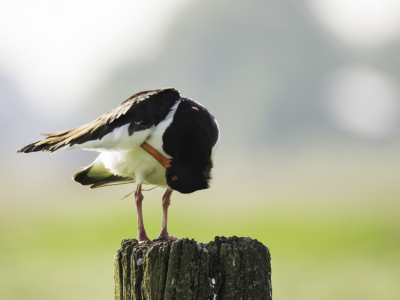 In de Arkemheen polder vlak bij Nijkerk heb ik deze scholekster op de foto gezet. Hij zat zichzelf te poetsen daardoor kon ik hem in deze positie op de foto krijgen.