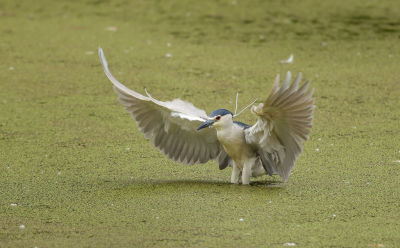 <i class='fa fa-user'></i> loek van de Leur |   Kwak  <i class='fa fa-eye'> 359</i>  <i class='fa fa-thumbs-up'> 7</i>   <i class='fa fa-comment-o'> 7</i>