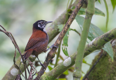 <i class='fa fa-user'></i> charlysax |   Kastanjewinterkoning  <i class='fa fa-eye'> 152</i>  <i class='fa fa-thumbs-up'> 2</i>   <i class='fa fa-comment-o'> 4</i>