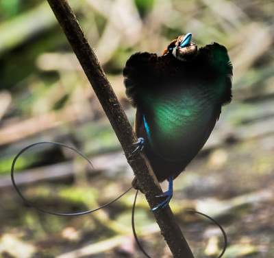 <i class='fa fa-user'></i> Arie G |   Geelkraagparadijsvogel  <i class='fa fa-eye'> 258</i>   <i class='fa fa-comment-o'> 1</i>