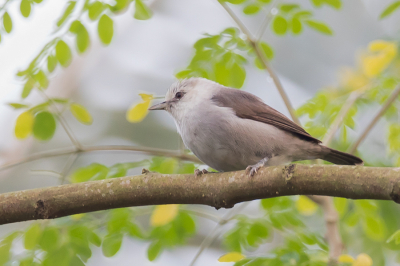 <i class='fa fa-user'></i> Paul van Giersbergen |   Zilverbrilvogel  <i class='fa fa-eye'> 145</i>   <i class='fa fa-comment-o'> 3</i>