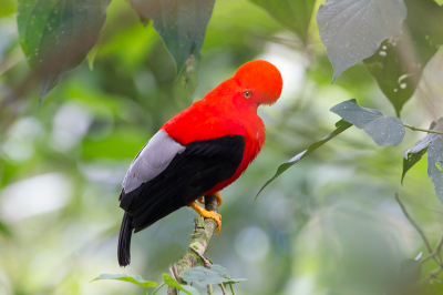 <i class='fa fa-user'></i> charlysax |   Rode Rotshaan  <i class='fa fa-eye'> 230</i>  <i class='fa fa-thumbs-up'> 11</i>   <i class='fa fa-comment-o'> 5</i>