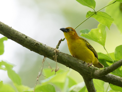 <i class='fa fa-user'></i> Paul van Giersbergen |   Principewever  <i class='fa fa-eye'> 149</i>   <i class='fa fa-comment-o'> 2</i>