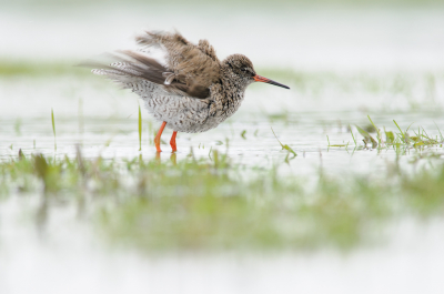 <i class='fa fa-user'></i> Wil Doorn-Meijne |   Tureluur  <i class='fa fa-eye'> 263</i>  <i class='fa fa-thumbs-up'> 9</i>   <i class='fa fa-comment-o'> 11</i>