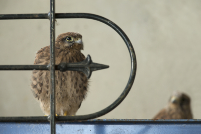 <i class='fa fa-user'></i> vanmarle |   Torenvalk  <i class='fa fa-eye'> 223</i>  <i class='fa fa-thumbs-up'> 3</i>   <i class='fa fa-comment-o'> 9</i>