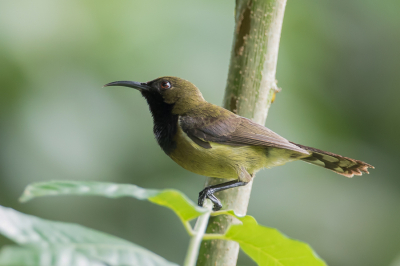 <i class='fa fa-user'></i> Paul van Giersbergen |   Principehoningzuiger  <i class='fa fa-eye'> 120</i>   <i class='fa fa-comment-o'> 0</i>