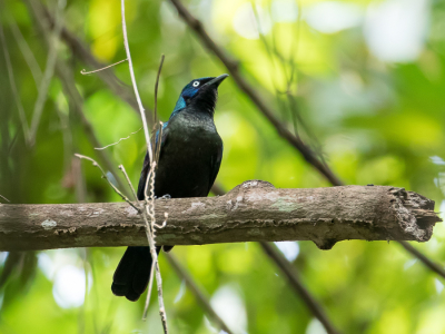 <i class='fa fa-user'></i> Paul van Giersbergen |   Principeglansspreeuw  <i class='fa fa-eye'> 126</i>   <i class='fa fa-comment-o'> 0</i>