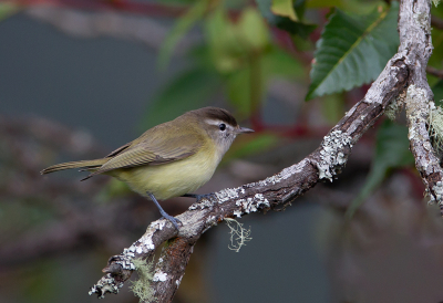 <i class='fa fa-user'></i> charlysax |   Witbrauwvireo  <i class='fa fa-eye'> 170</i>  <i class='fa fa-thumbs-up'> 3</i>   <i class='fa fa-comment-o'> 2</i>